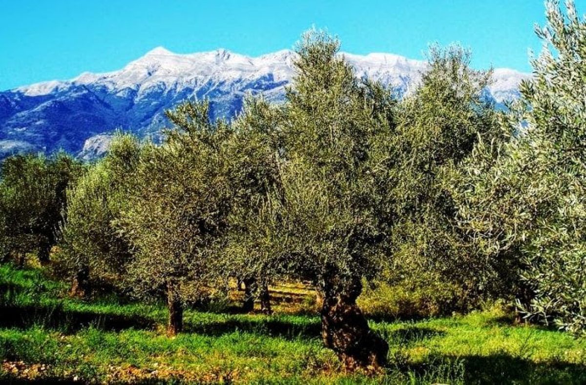 Ορόσημο για τους ελαιώνες Σακελλαρόπουλου η προηγούμενη χρονιά