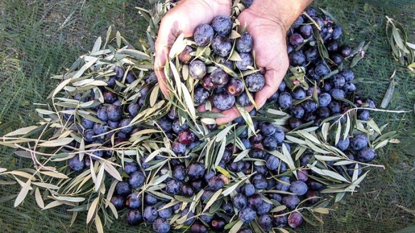 «Άλμα» 80% στην παραγωγή επιτραπέζιων ελιών - Στα 565 εκατ. ευρώ η αξία των εξαγωγών