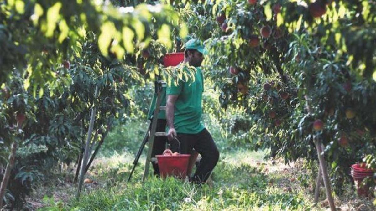 Παράταση προσωρινής απασχόλησης εργατών γης για επιπλέον 90 ημέρες