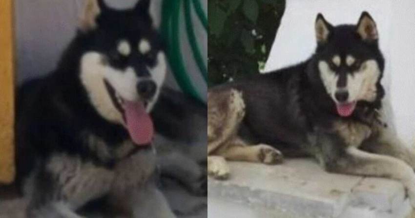 Ραγίζει καρδιές ο ιδιοκτήτης του χάσκι «Όλιβερ» -«Κλαiει όλο το χωριό, ήταν ο φίλος, η παρέα μου»