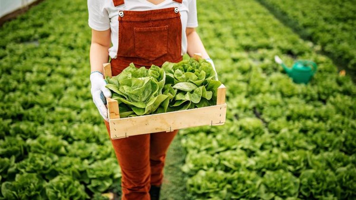 Η Επιτροπή αναγνωρίζει τον στρατηγικό ρόλο της ευρωπαϊκής γεωργικής παραγωγής στην παγκόσμια επισιτιστική ασφάλεια