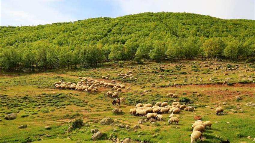 Κτηνοτρόφοι Κρήτης: «Δεν πρόκειται να πουλήσουμε αρνιά και κατσίκια με 6 και 7 ευρώ»