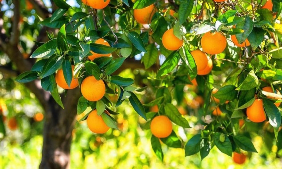 Αυξημένη η παγκόσμια παραγωγή πορτοκαλιών, μείωση στην ΕΕ
