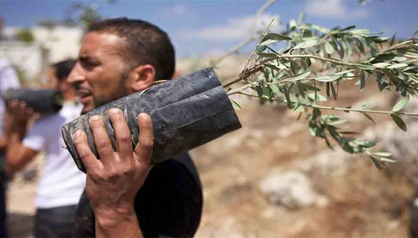 Τρέχει η διαδικασία διάθεσης 12 πιστοποιημένων ποικιλιών ελιάς στα φυτώρια