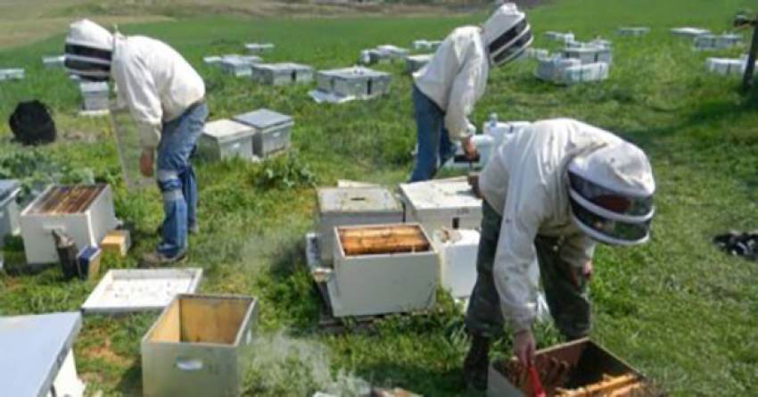 Αλλαγές σε μελισσοκομικό μητρώο και ψηφιακή μελισσοκομική ταυτότητα