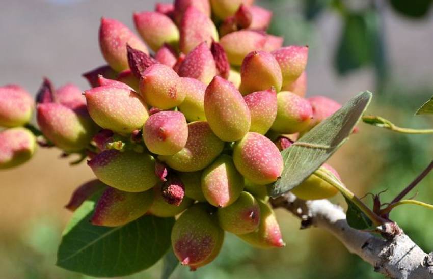 Οι έμποροι βιάζονται να αγοράσουν κελυφωτό φιστίκι, οι παραγωγοί αναμένουν 15 ευρώ