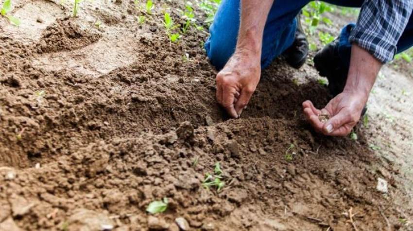 ΚΕΟΣΟΕ: Διευκρινίσεις για την απαλλαγή αγροτών κατά 50% από το φόρο εισοδήματος