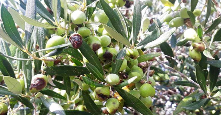 Έγγραφο δημάρχου Μονεμβασίας προς το ΕΛ.Γ.Α. για τις ζημιές στην ελαιοπαραγωγή από γλοιοσπόριο και δάκο