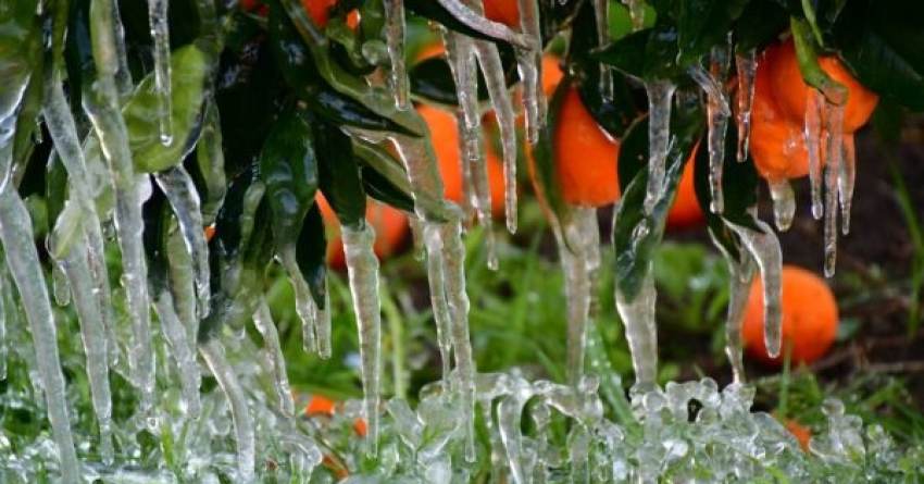 frost.minagric.gr: Εφαρμογή-ασπίδα προστασίας για τους αγρότες από τον παγετό