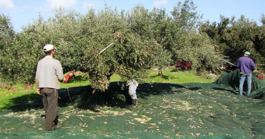 Εργατικά στα ύψη και εργάτες δεν υπάρχουν, δύσκολα να μαζευτούν ελιές και εσπεριδοειδή