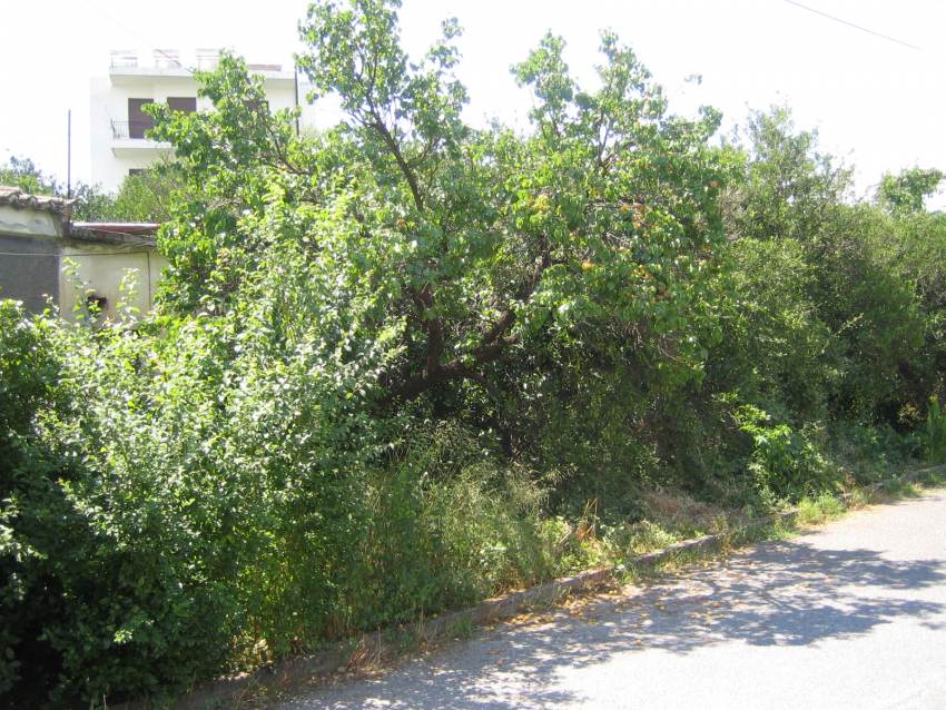 Γράφει ο Β. Μητράκος: «Η καϊσιά της Κουβαράκαινας»