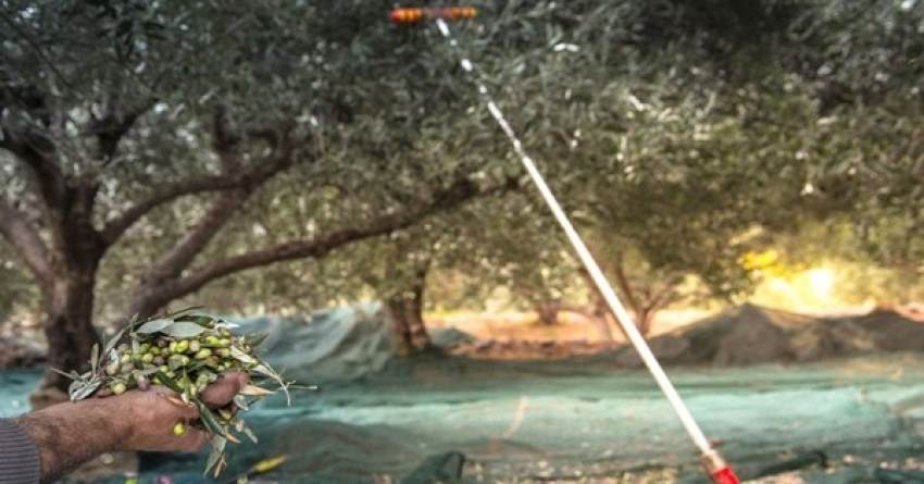 Περιοχές που χτυπήθηκαν από δάκο και γλοιοσπόριο σε Μεσσηνία και Λακωνία