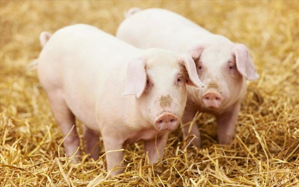 Επιστήμονες στη Γερμανία εκτρέφουν χοίρους με στόχο οι καρδιές τους να μεταμοσχευθούν σε ανθρώπους