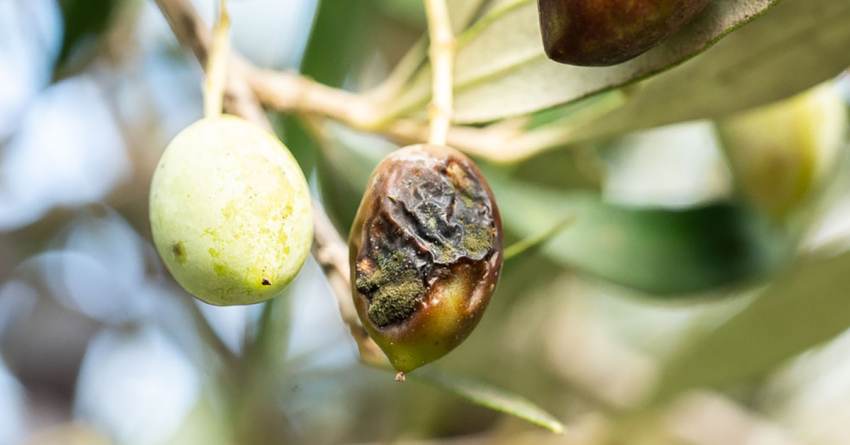 Το γλοιοσπόριο καταστρέφει την ελαιοπαραγωγή, ζητείται ενίσχυση για απώλεια εισοδήματος