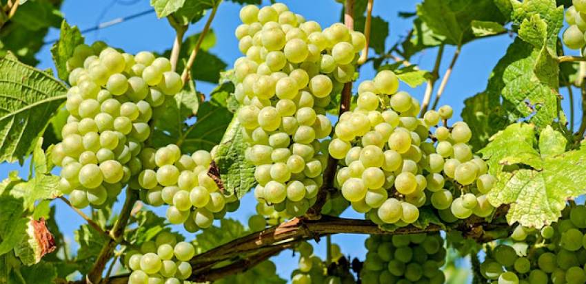 Εξαγωγές: Πρεμιέρα για το επιτραπέζιο σταφύλι – Πώς διαμορφώνονται οι τιμές