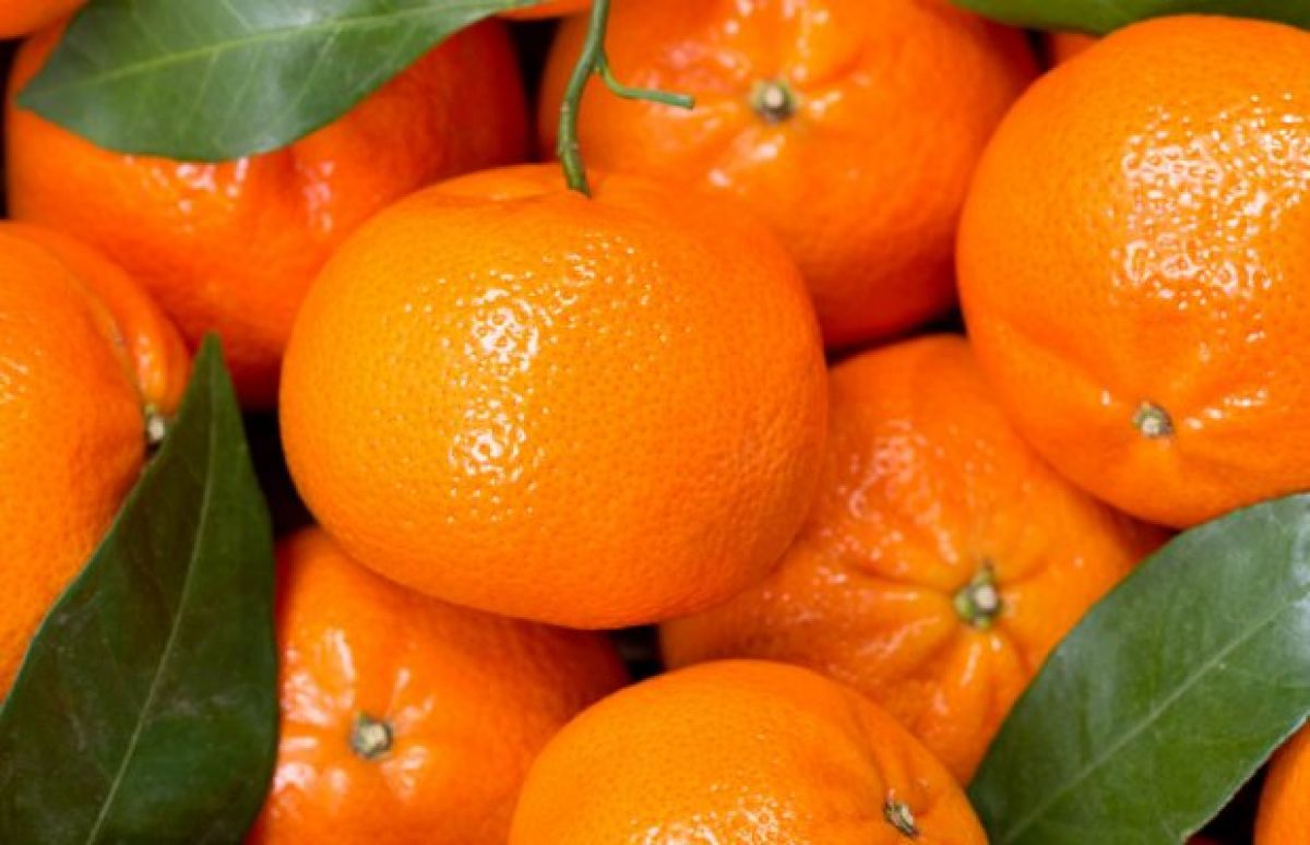 Καθυστερημένα ξεκινούν οι κοπές στα μανταρίνια Ορτανίκ, πώς αναμένεται η παραγωγή