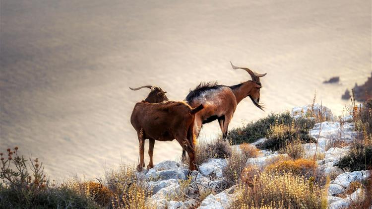 Πληρωμές: Μειώσεις έως και 40% στα Οικολογικά Σχήματα