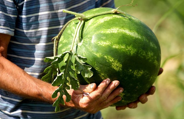 Μεγάλη Παρασκευή κόβουν υπαίθριο καρπούζι στην Τριφυλία, τιμή πάνω από 50 λεπτά