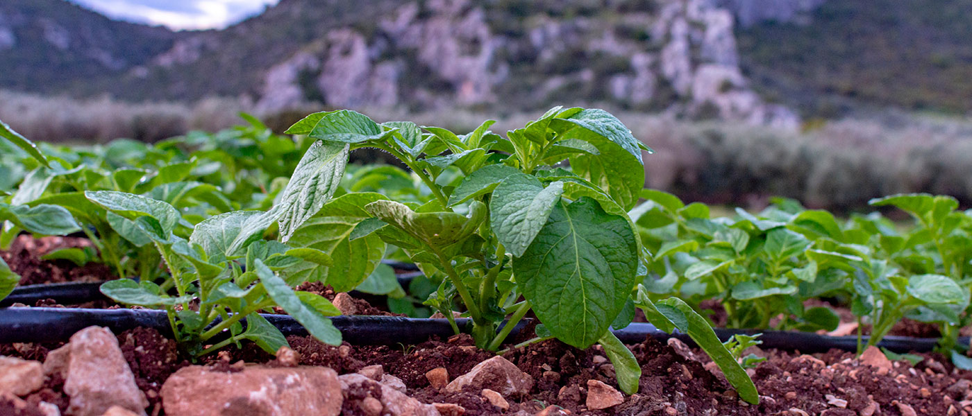 Πατάτα: Ευνοϊκές καιρικές συνθήκες και καλή παραγωγή στην Πελοπόννησο