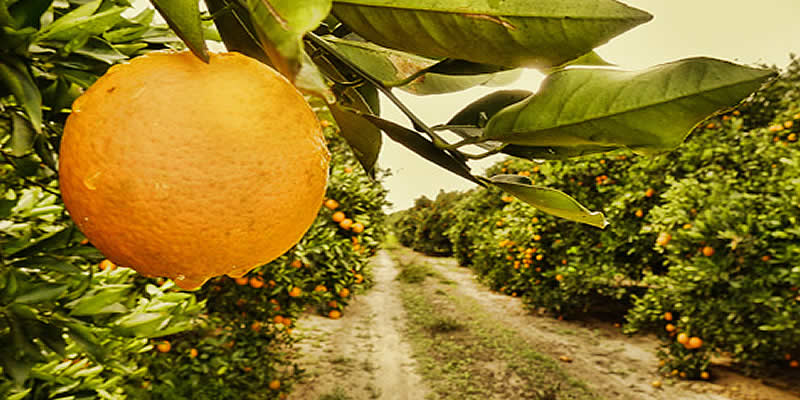 ΕΝΗΜΕΡΩΣΗ ΓΙΑ ΤΗΝ ΕΜΠΟΡΙΑ ΤΩΝ ΕΣΠΕΡΙΔΟΕΙΔΩΝ