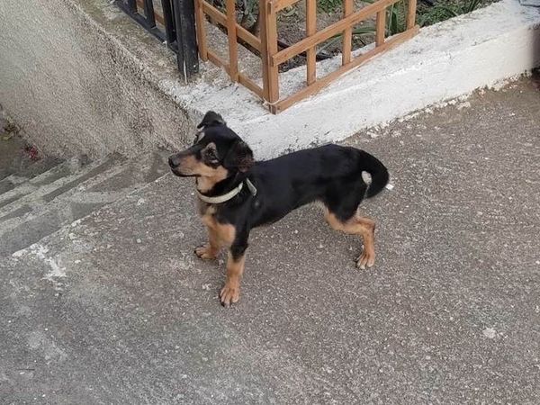 Δήμος Ευρώτα - Υπηρεσία φροντίδας αδέσποτων ζώων