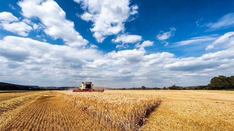 Νέες ανησυχίες για ένα παγκόσμιο πλεόνασμα στην αγορά σιτηρών