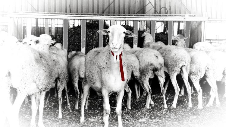 Πως το Τουρκικό μοντέλο ηγείται στην βιώσιμη Πτηνοτροφία και Κτηνοτροφία