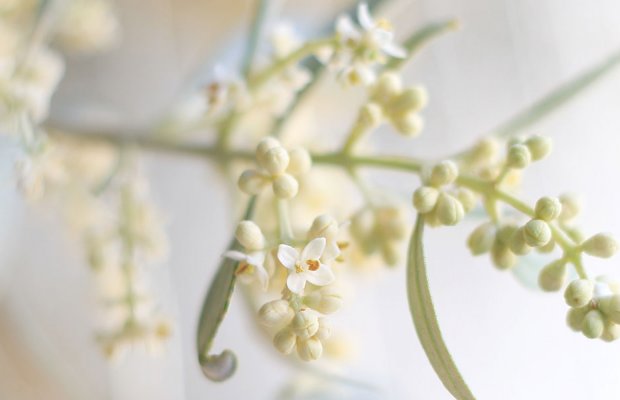  Ελιά: Καλή ανθοφορία σε πρώιμες περιοχές, προβληματισμός για καιρικές συνθήκες