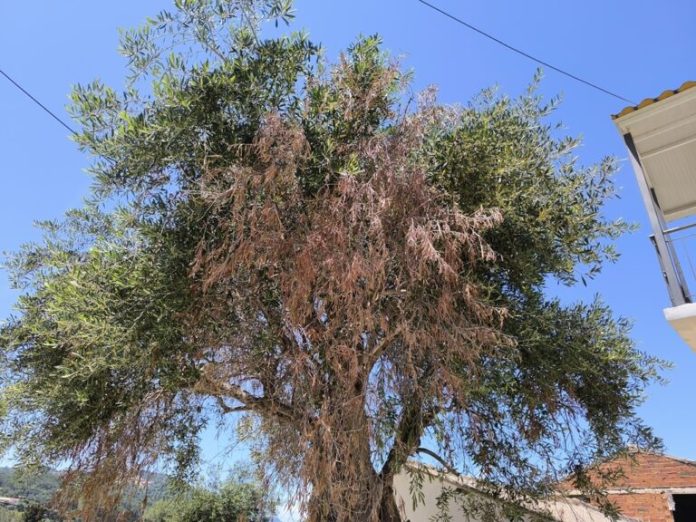 Για έλεγχο δείγματα του ελαιώνα – Φόβοι για εμφάνιση ξυλέλλας